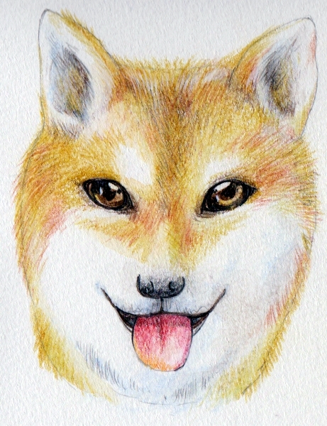 犬の毛の流れ描き方