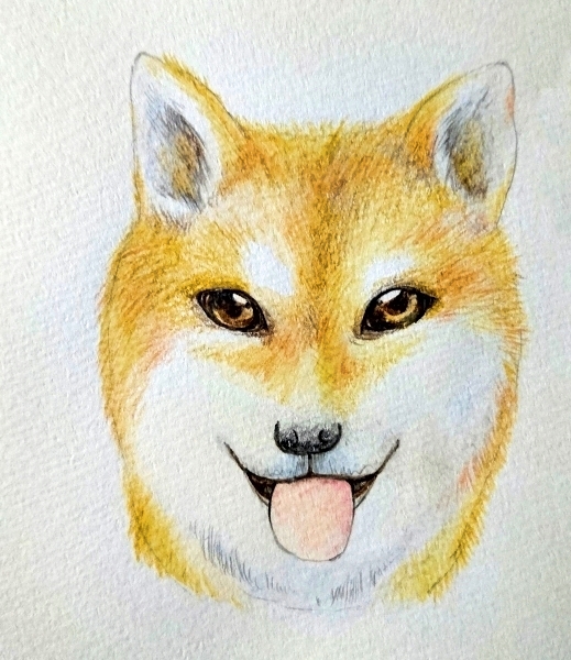 犬の毛の流れ描き方